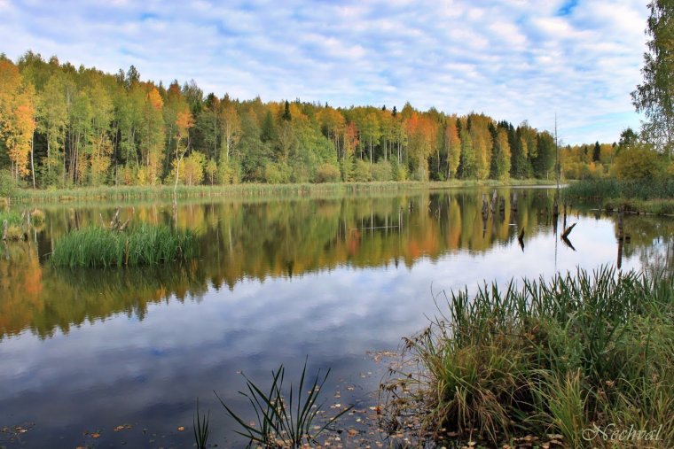 Тайга в Удмуртии