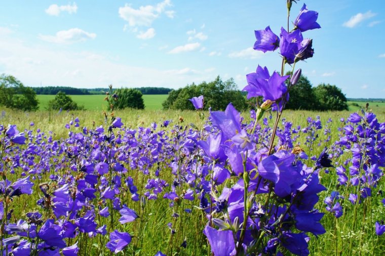 Колокольчики Мои цветики степные