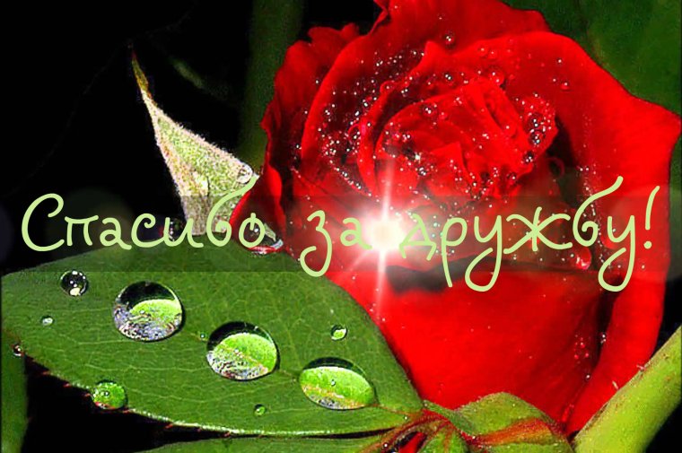 Спасибо за дружбу