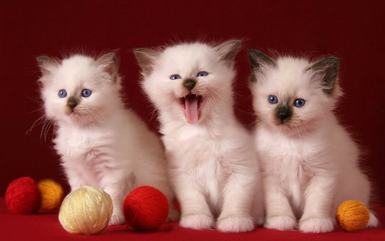С днем рождения котенок