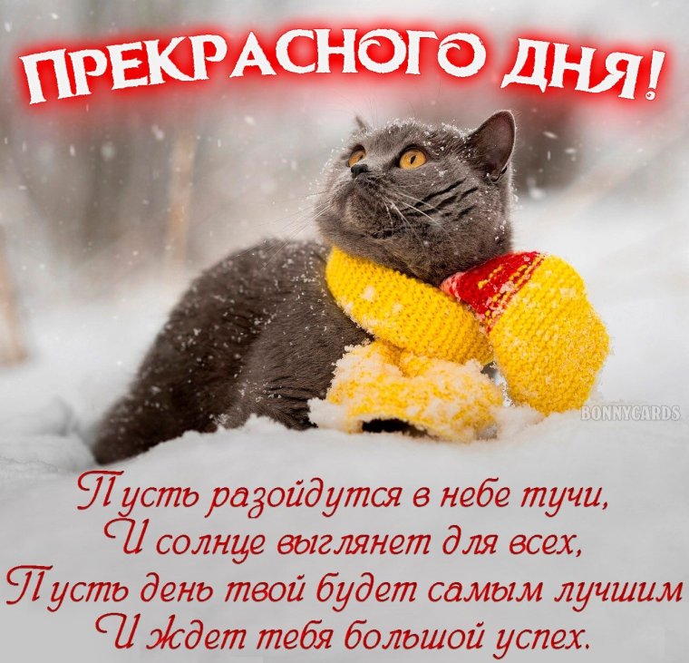 Снежное утро пожелания