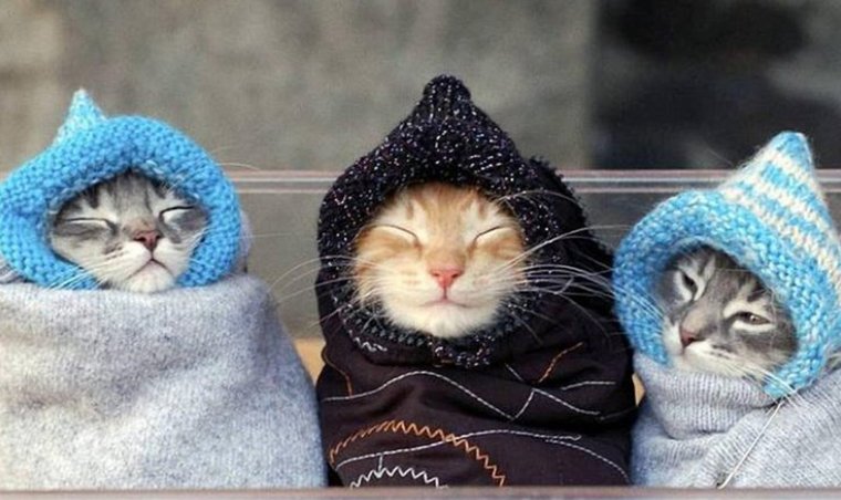 Котик в теплой одежде