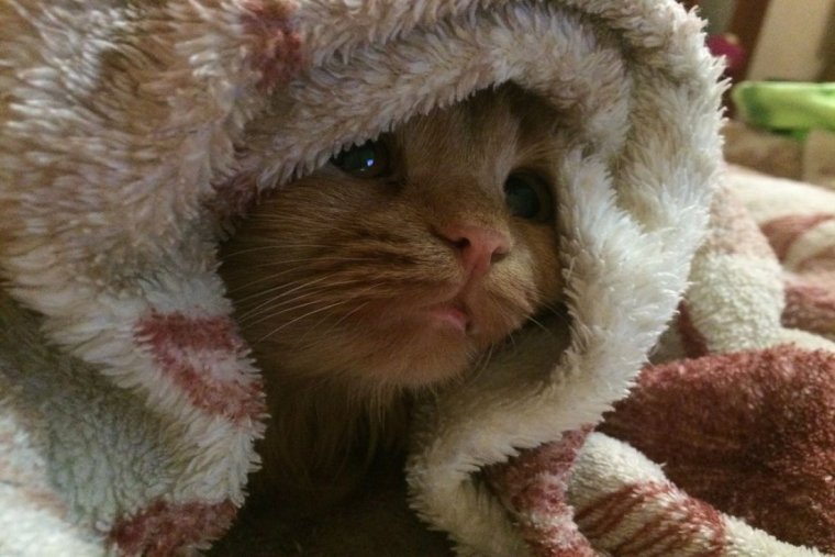 Замерзший котенок