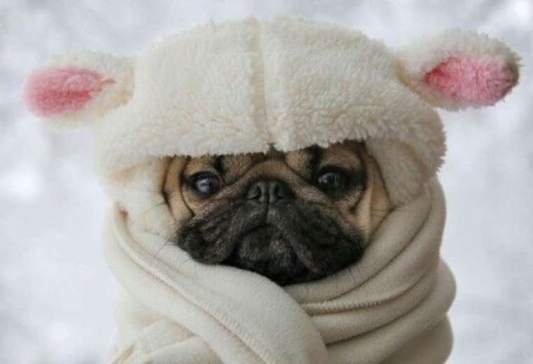 Мопс в снегу