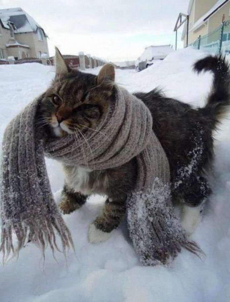Кот в шарфе