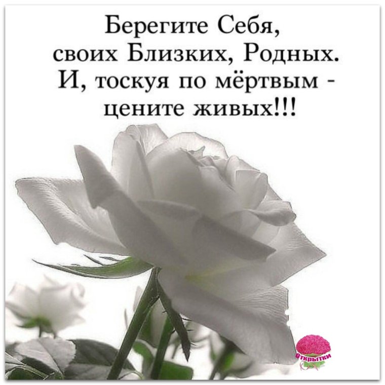 Розы береги себя