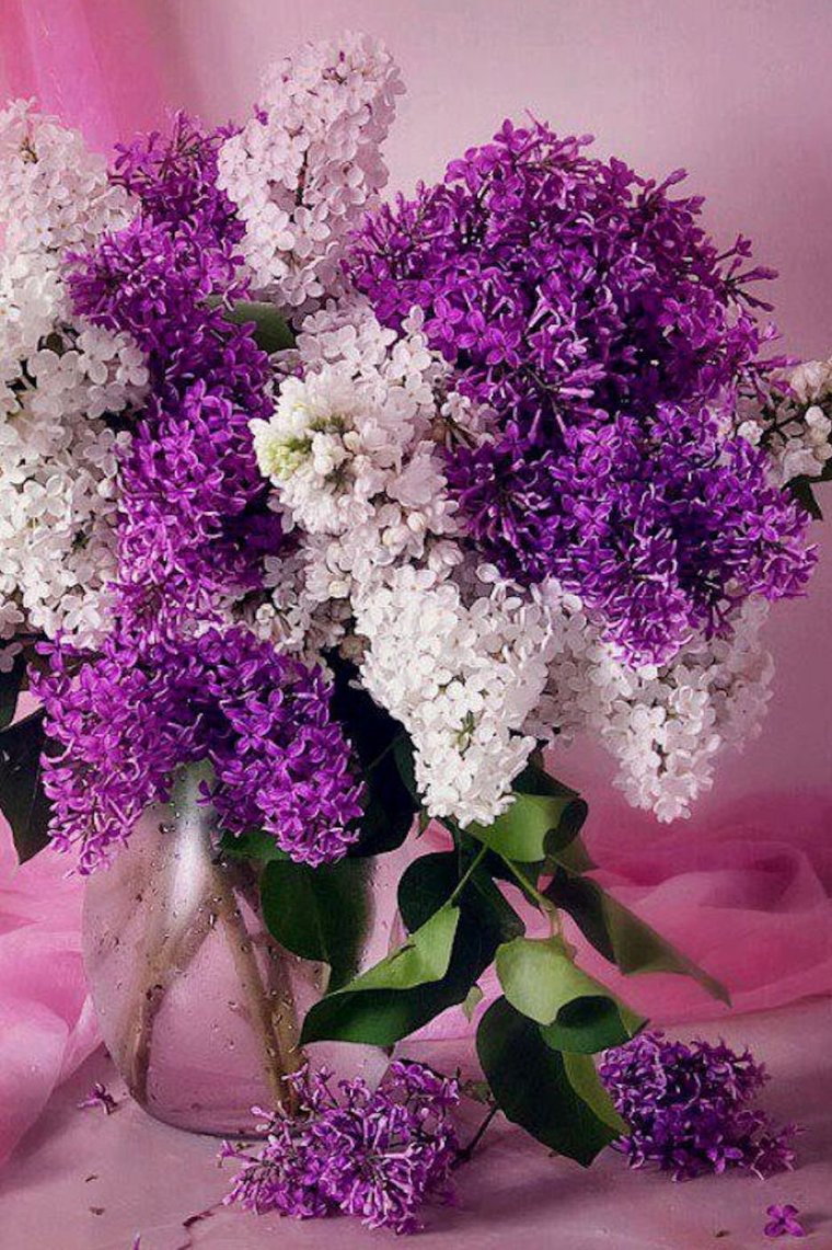 Тюльганская сирень