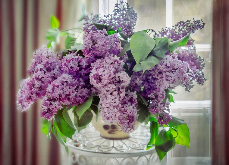 Букеты цветущей сирени