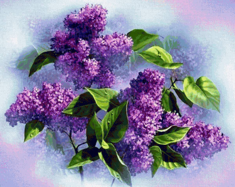 Открытки с сиренью