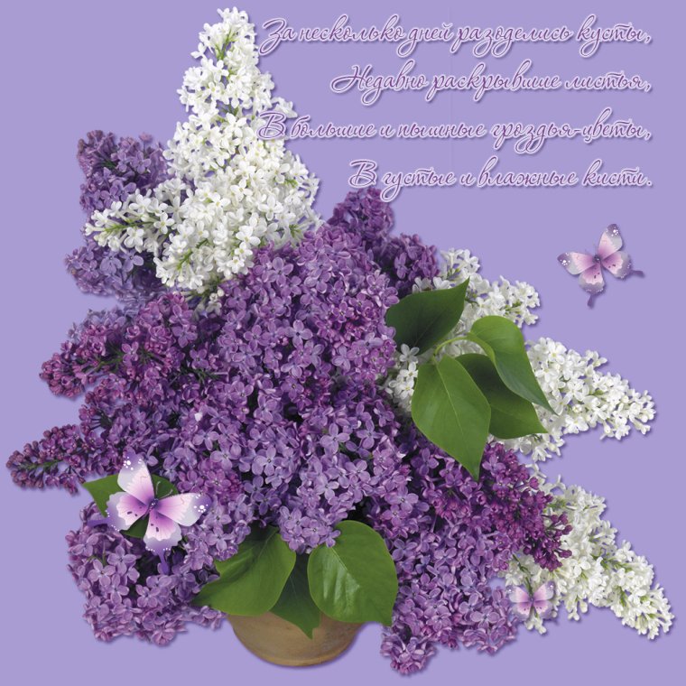 Открытки с сиренью