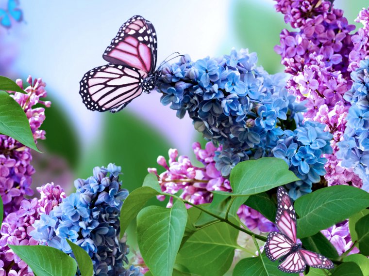 Сирень и бабочки