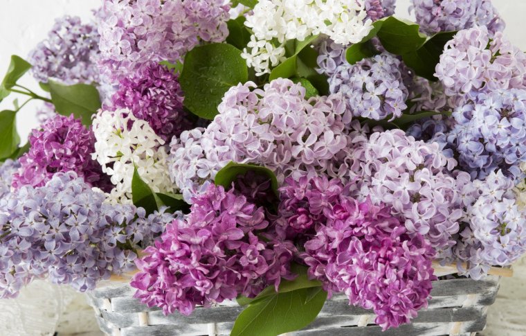 Букет "сирень микс"