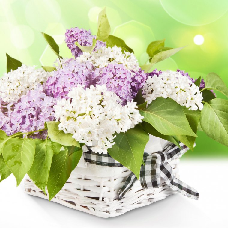 Красивый букет сирени