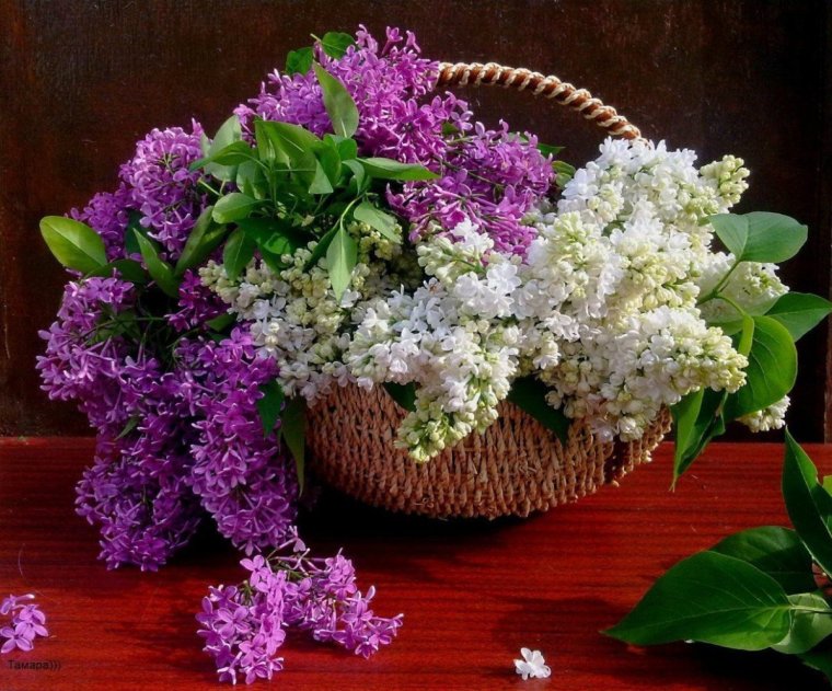 Сирень в корзине