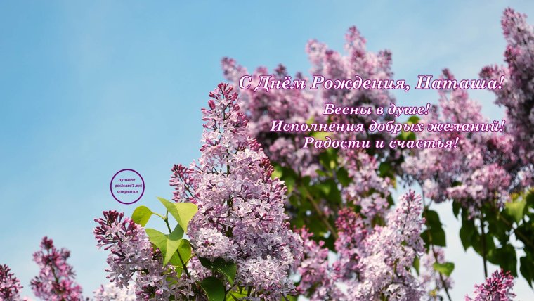 Наташа с днём рождения сиренью