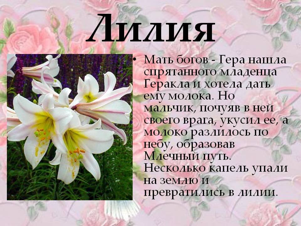 Пожелания с днем рождения женщине лилии. Поздравления с днём рождения лилии. Поздравительная открытка с днем рождения Лилия. Поздравления с днём рождения Лиле красивые.