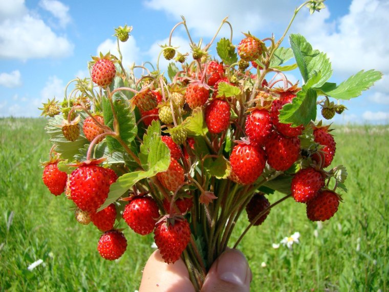 Fragaria - земляника - rot