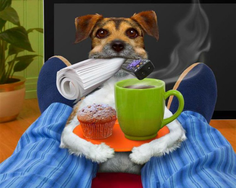 Доброе утро с животными Веселые