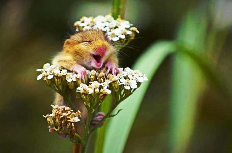 Хомяк с цветком