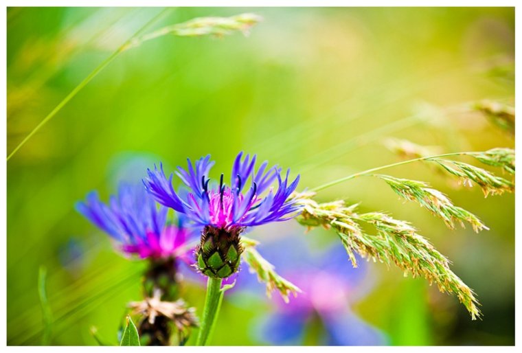 Васильки и солнце