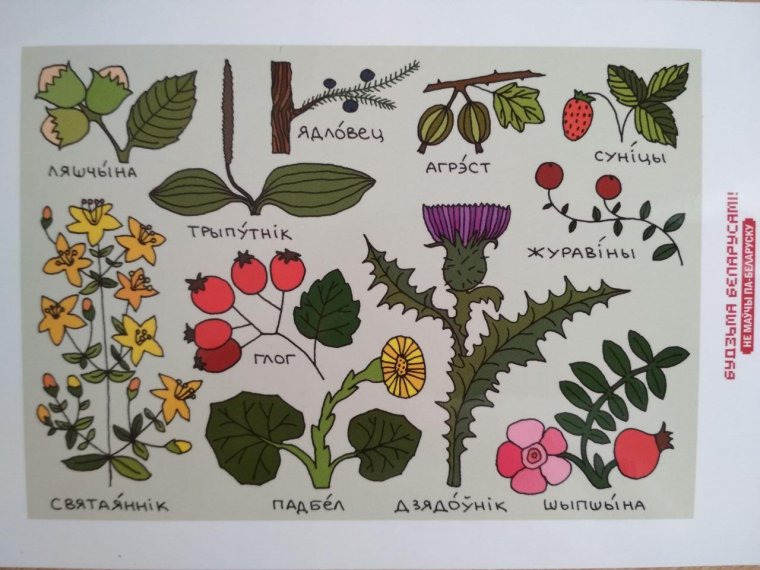 Названия ягод на белорусском