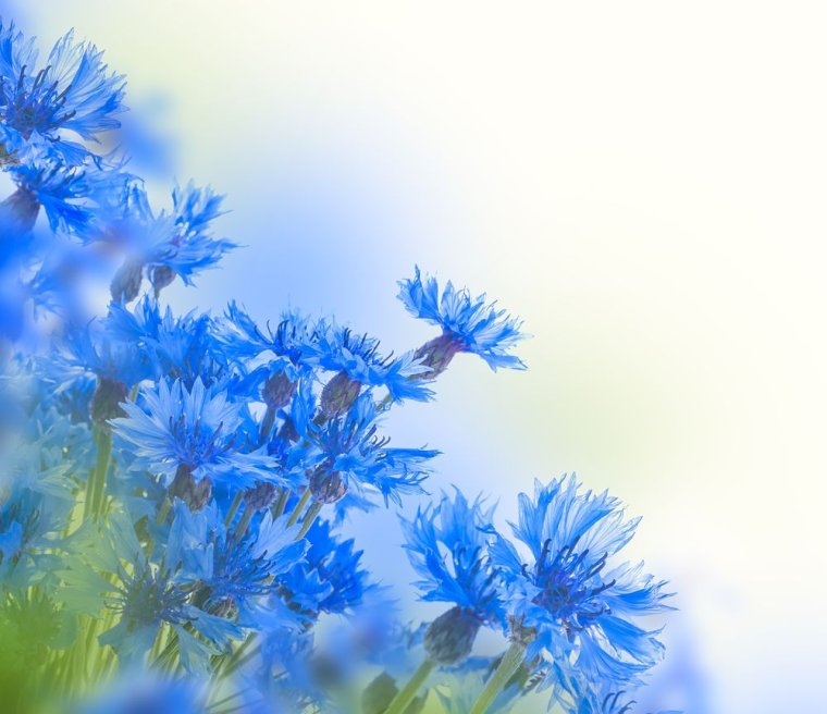 Васильковый цвет