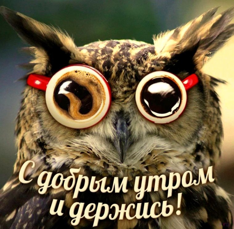 Открытки с добрым утром прикольные