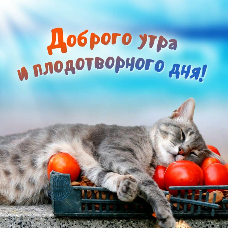 Поздравление с добрым утром