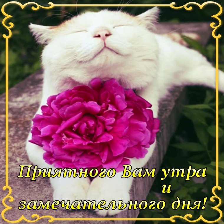 Доброе утро стихи