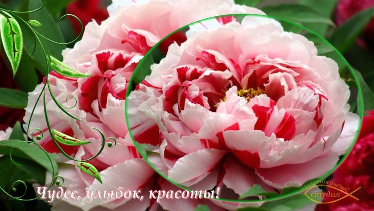 Открытки с днем рождения пионы
