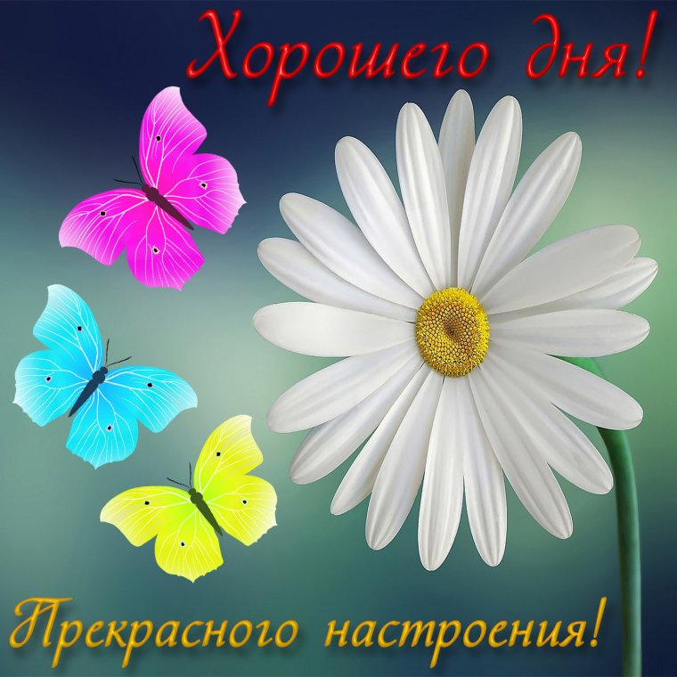 Пожелания доброго дня
