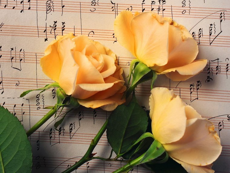 Фон Ноты и цветы