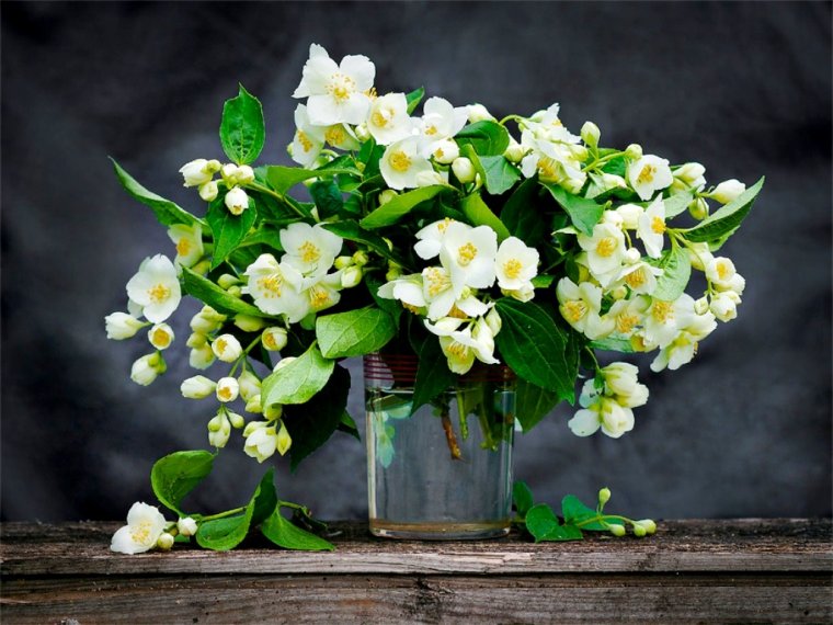 Принцесса Жасмин фон