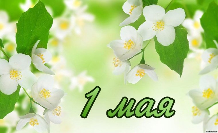 Открытки с жасмином