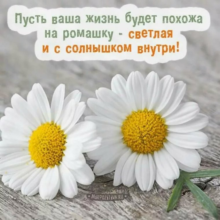Пусть ваша жизнь будет похожа на ромашку