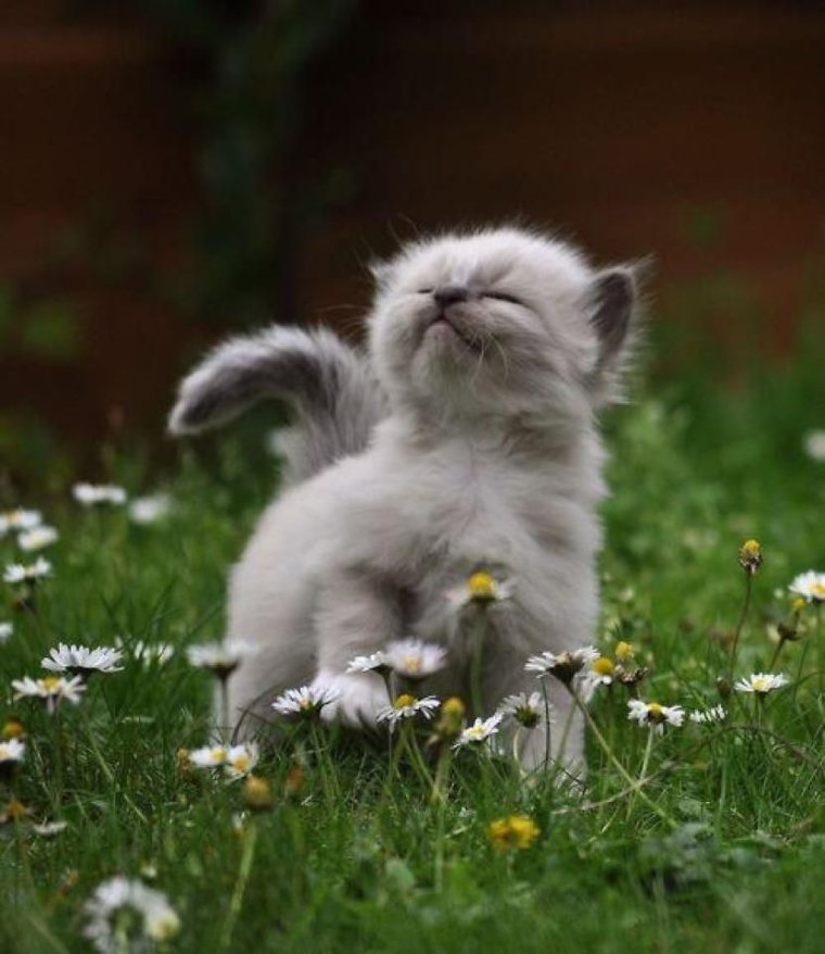 Котята для настроения