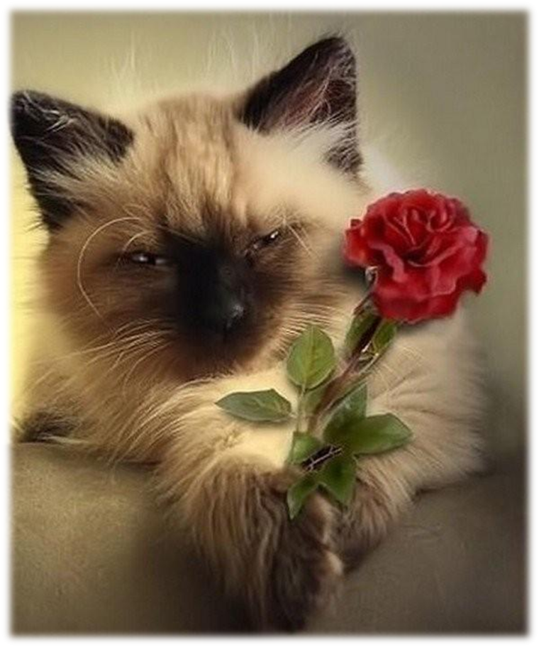 Кот с цветами