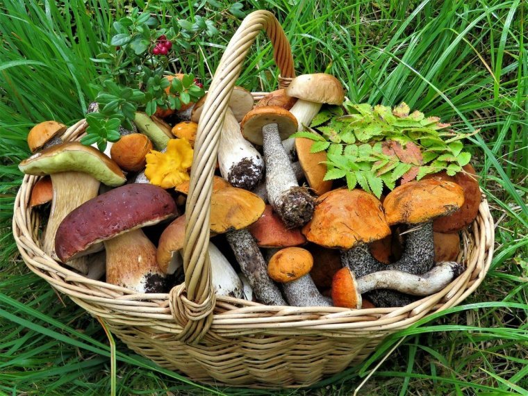 Дары леса картинки для детей