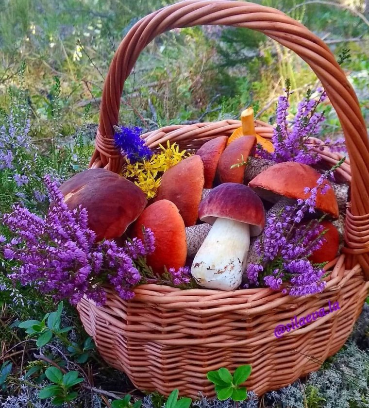Лукошко с грибами