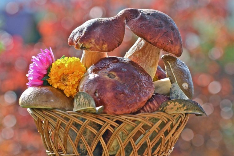 С днём рождения грибнику