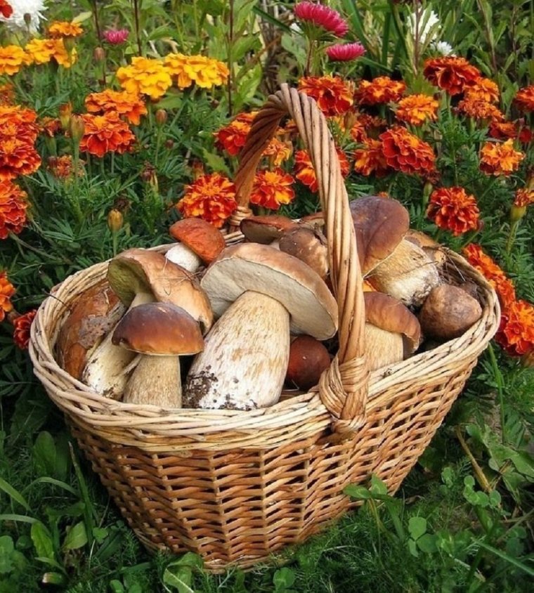 Всемирный день грибника картинки с поздравлениями