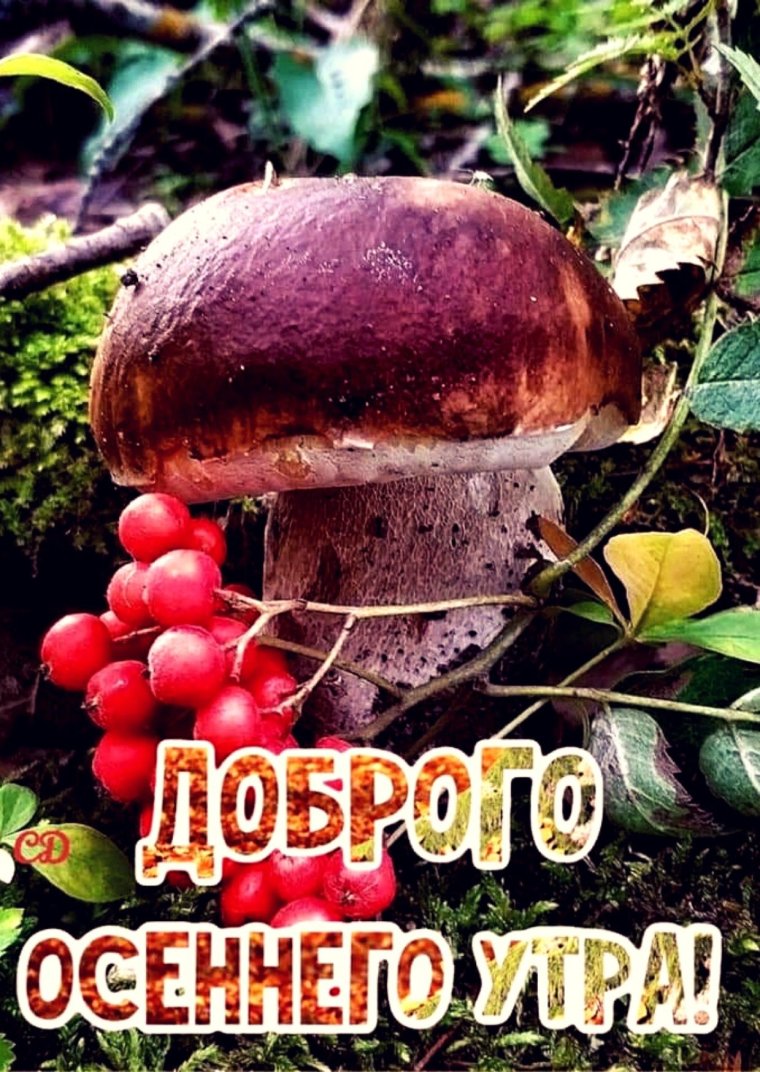 Боровики в корзине