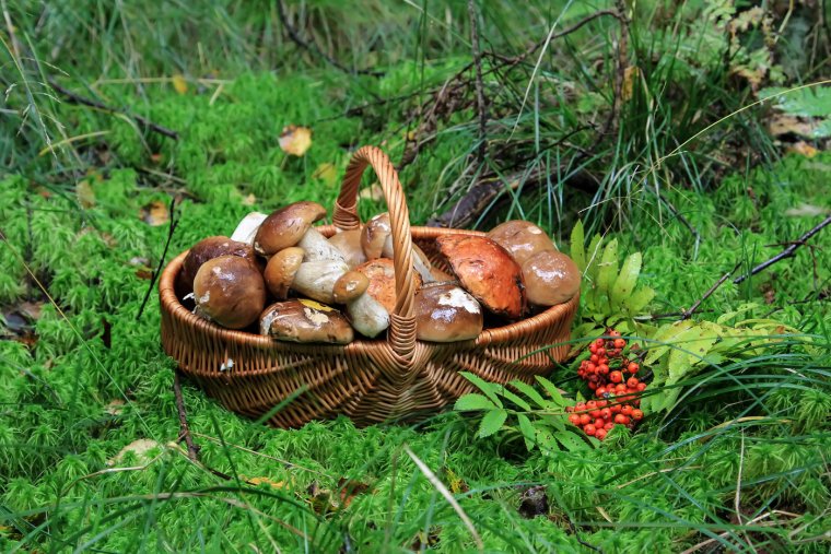 Природа грибы ягоды