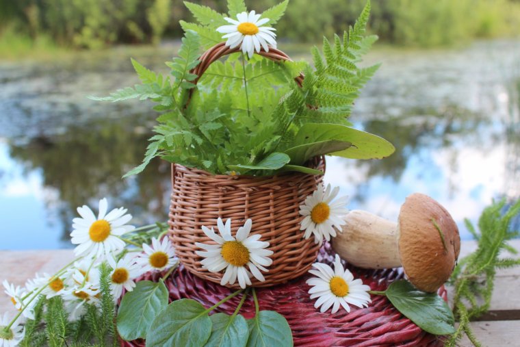 Грибы в корзинке Ленинградской области 2021