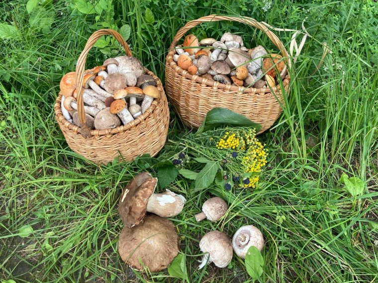 Красивые грибы