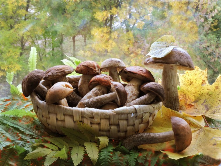 Доброе утро грибы