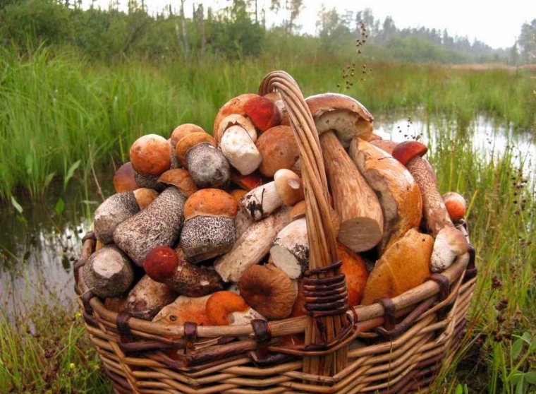 Грибы маслята собранные