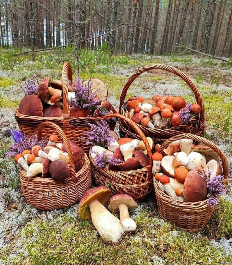 Грибные места