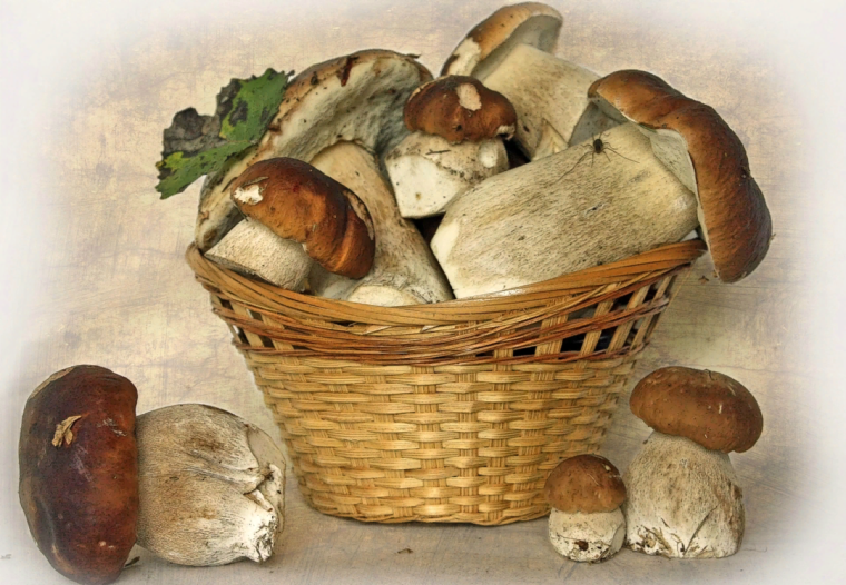 Боровики маслята опята