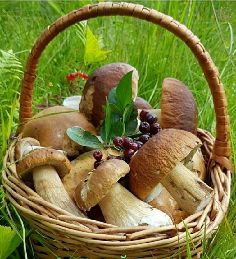 День грибника